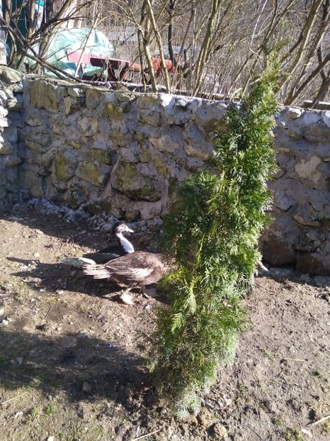  - Ratele mele leșești 3