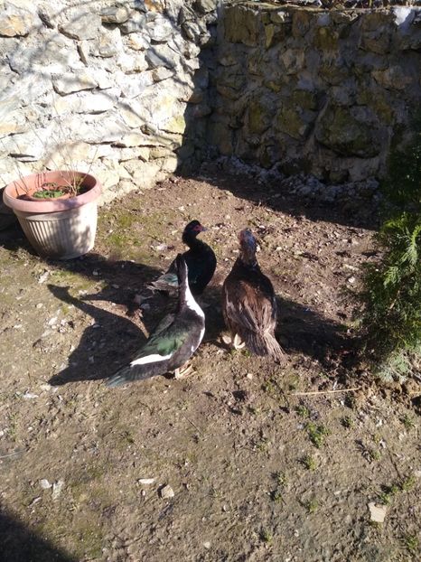  - Ratele mele leșești 3