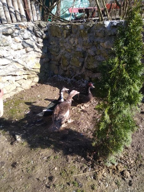  - Ratele mele leșești 3