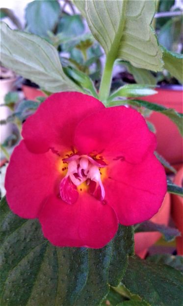 20210426_081935-2 - Colectia mea de achimenes Primul achi inflorit 2021