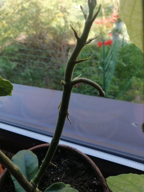 H Imperialis alba - Adenium Hoya si alte plante suculente