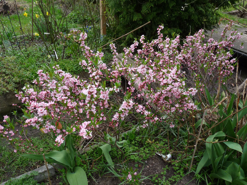  - 2021 - 01 - Primavara