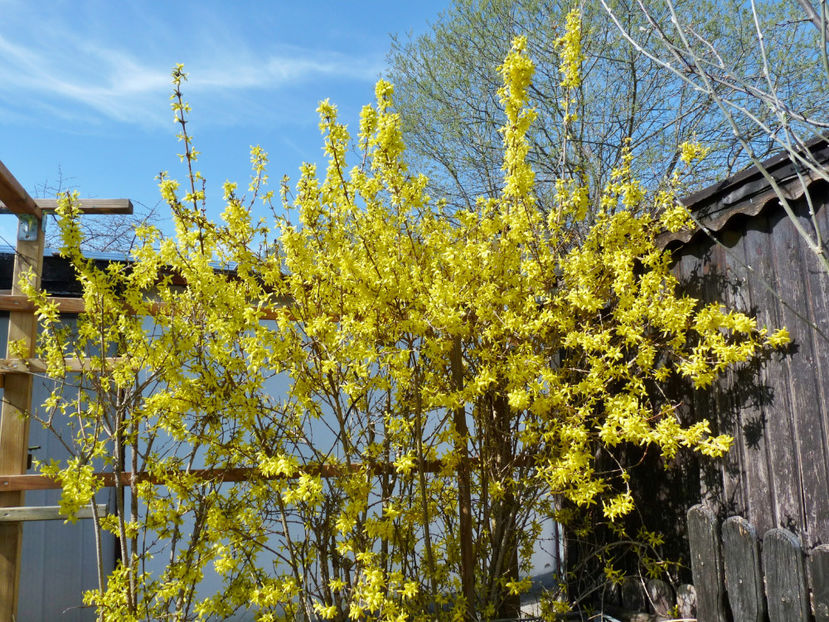  - 2021 - 01 - Primavara