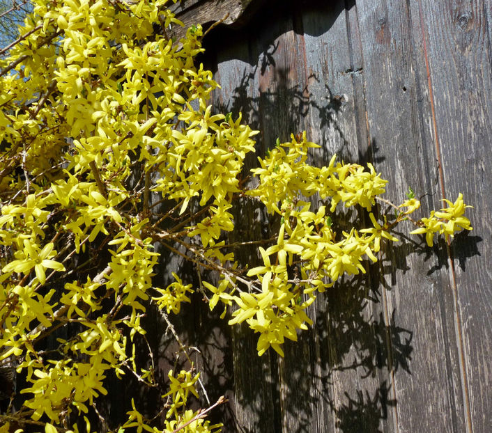  - 2021 - 01 - Primavara