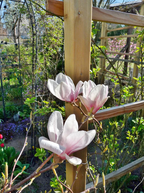  - 2021 - 01 - Primavara