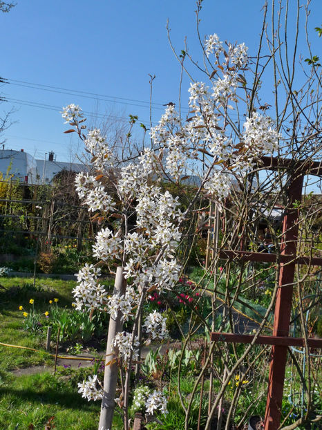  - 2021 - 01 - Primavara