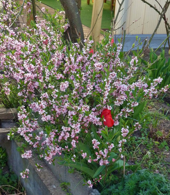  - 2021 - 01 - Primavara