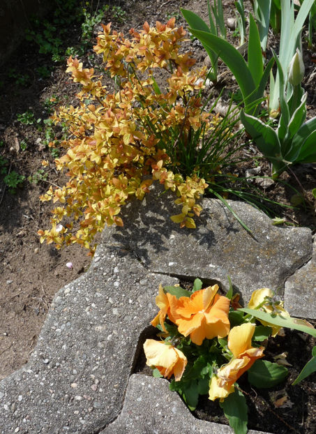  - 2021 - 01 - Primavara