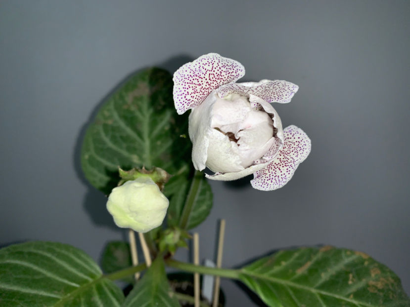  - Plante de interior 2021