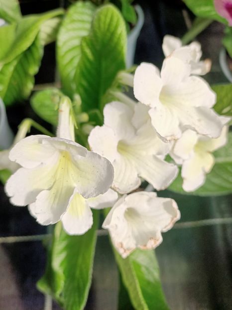 26.04.2021 - A -Magazin