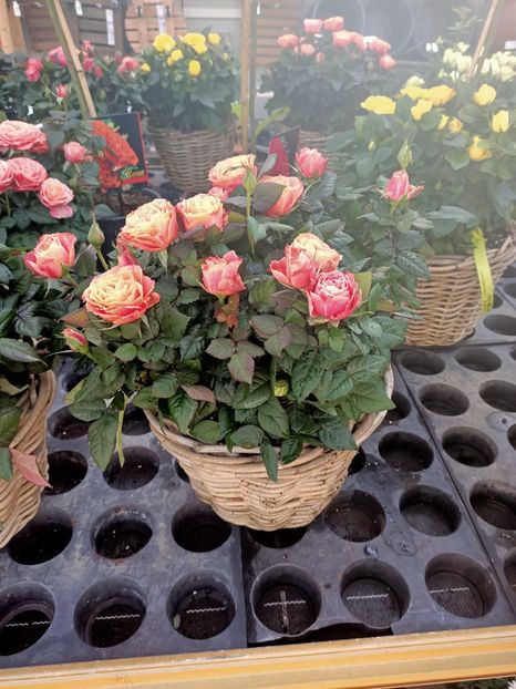 26.04. 2021 - A -Magazin