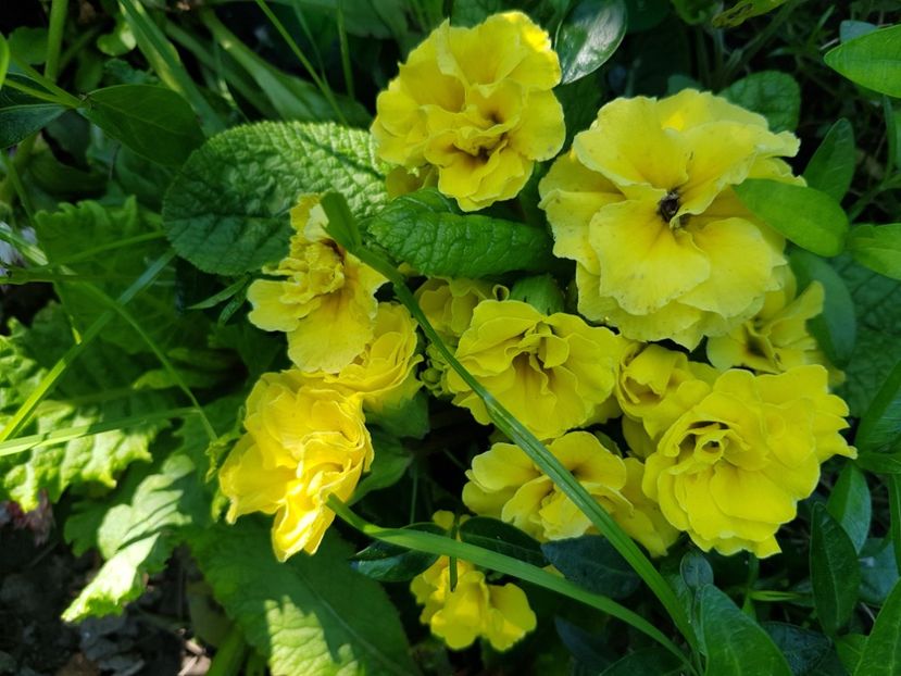  - Primule 21 22 23 24