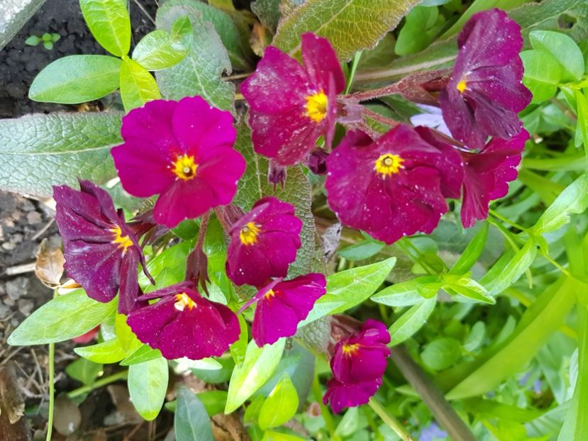  - Primule 21 22 23 24