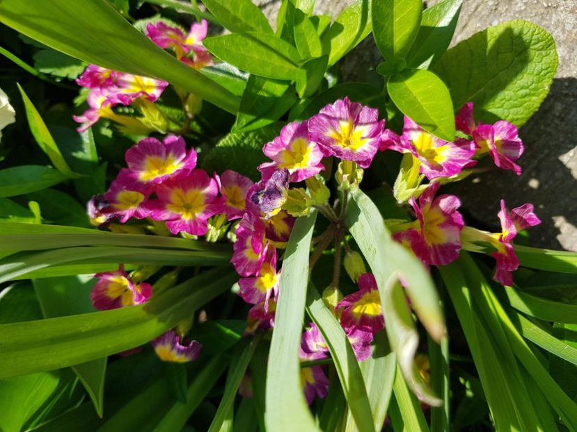  - Primule 21 22 23 24