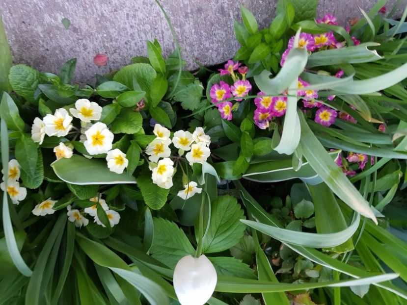  - Primule 21 22 23 24