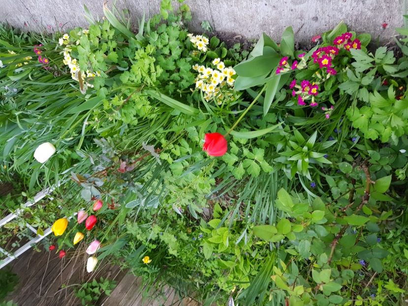  - Primule 21 22 23 24