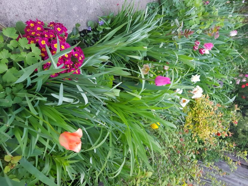  - Primule 21 22 23 24