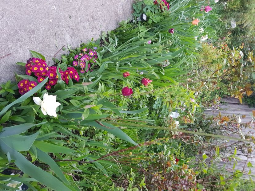  - Primule 21 22 23 24