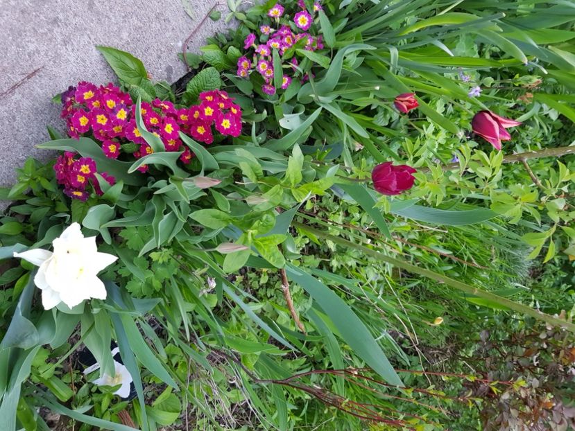  - Primule 21 22 23 24