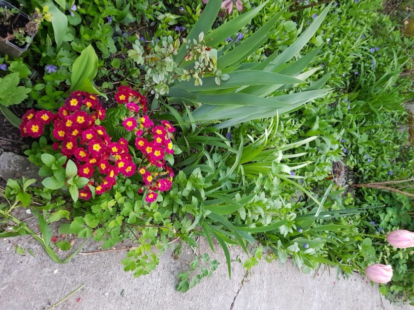  - Primule 21 22 23 24