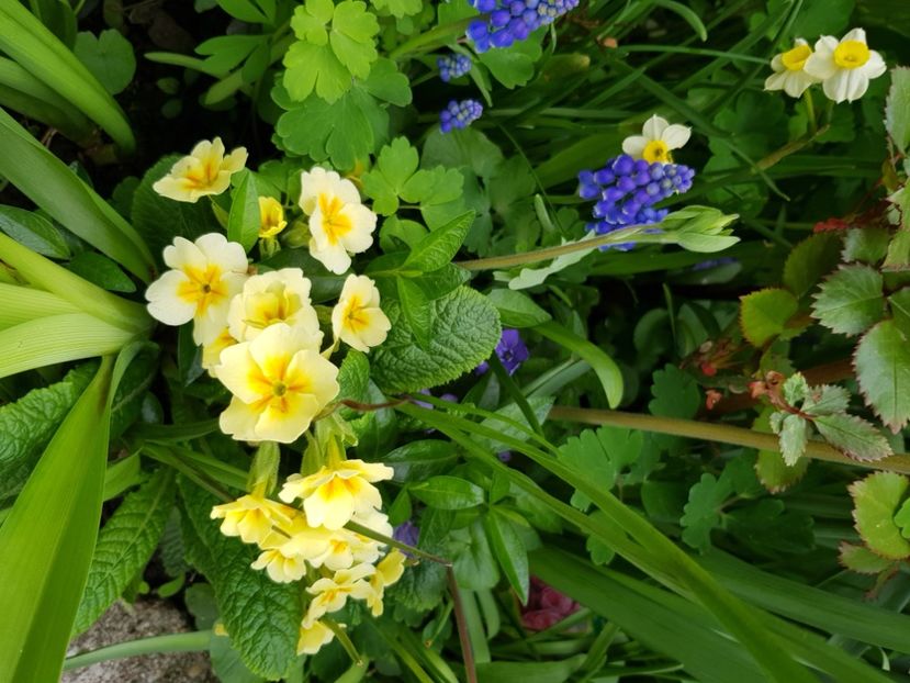  - Primule 21 22 23 24