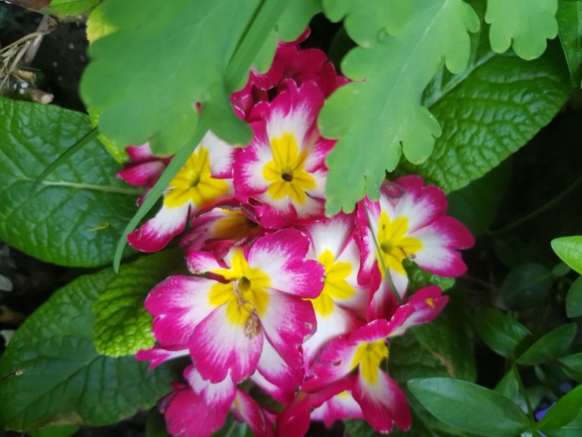  - Primule 21 22 23 24