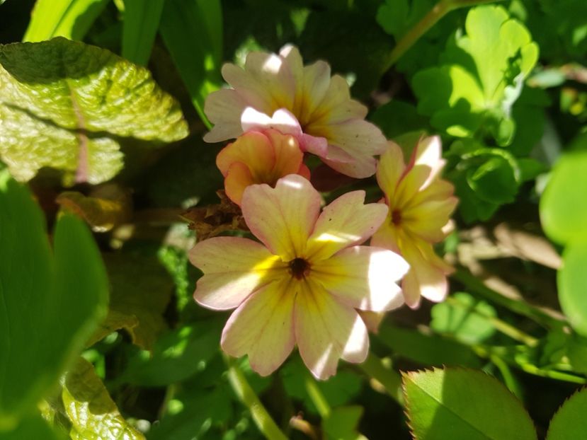  - Primule 21 22 23 24