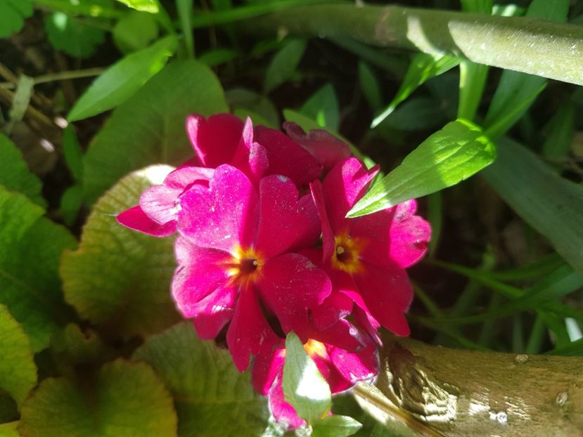  - Primule 21 22 23 24