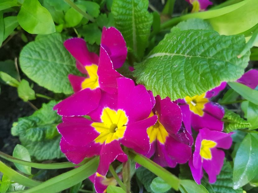  - Primule 21 22 23 24