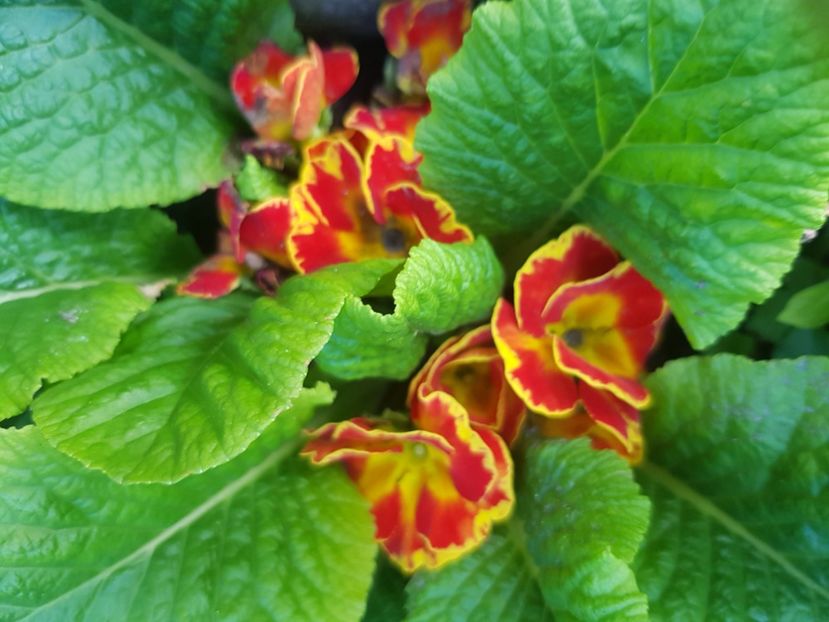  - Primule 21 22 23 24