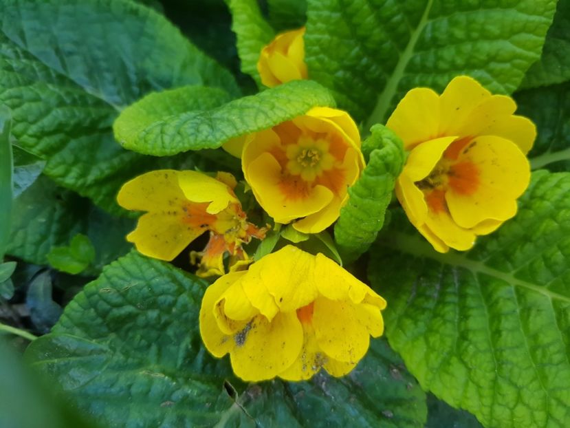  - Primule 21 22 23 24