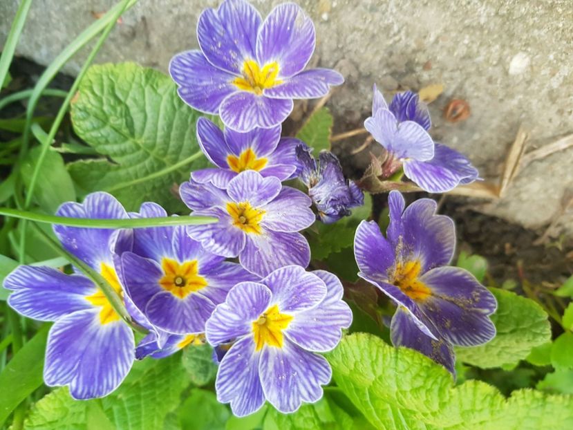  - Primule 21 22 23 24