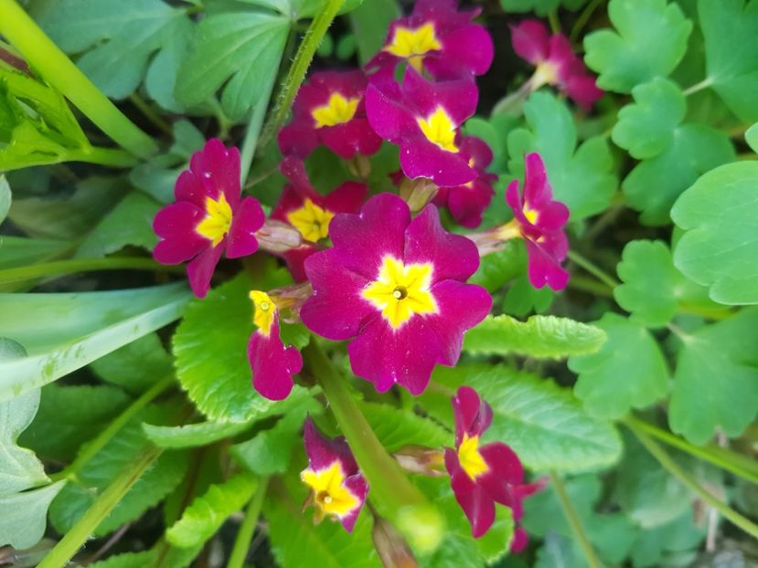  - Primule 21 22 23 24