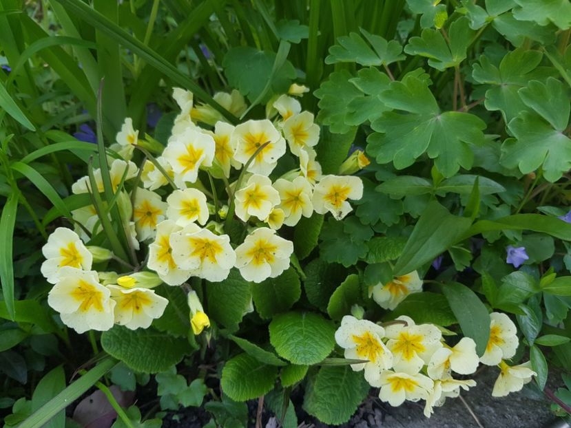  - Primule 21 22 23 24