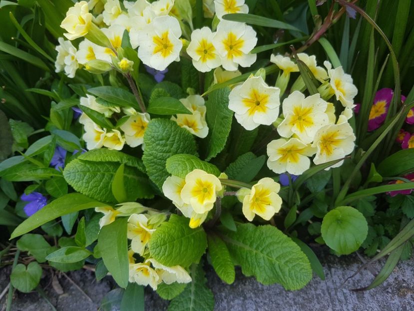  - Primule 21 22 23 24