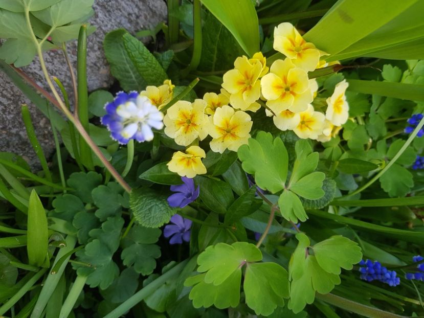  - Primule 21 22 23 24