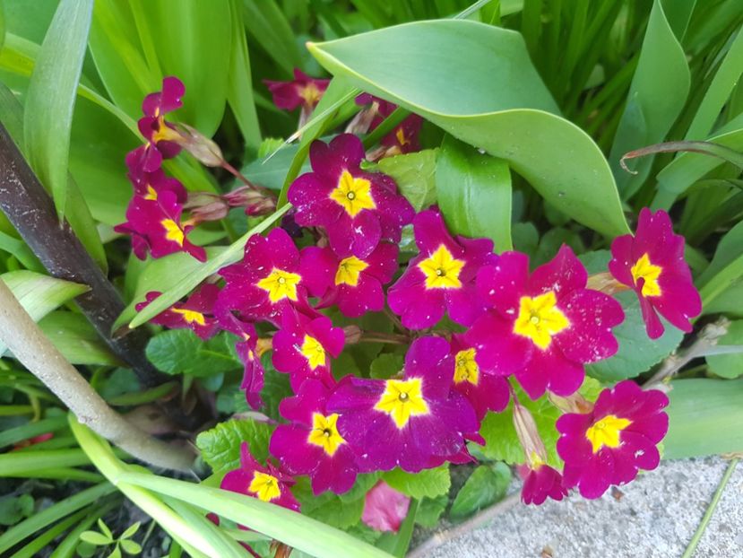  - Primule 21 22 23 24