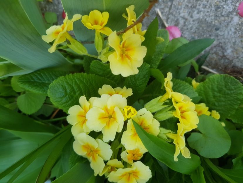  - Primule 21 22 23 24