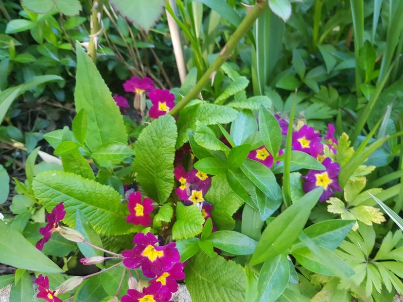  - Primule 21 22 23 24