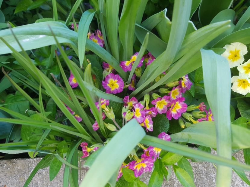  - Primule 21 22 23 24