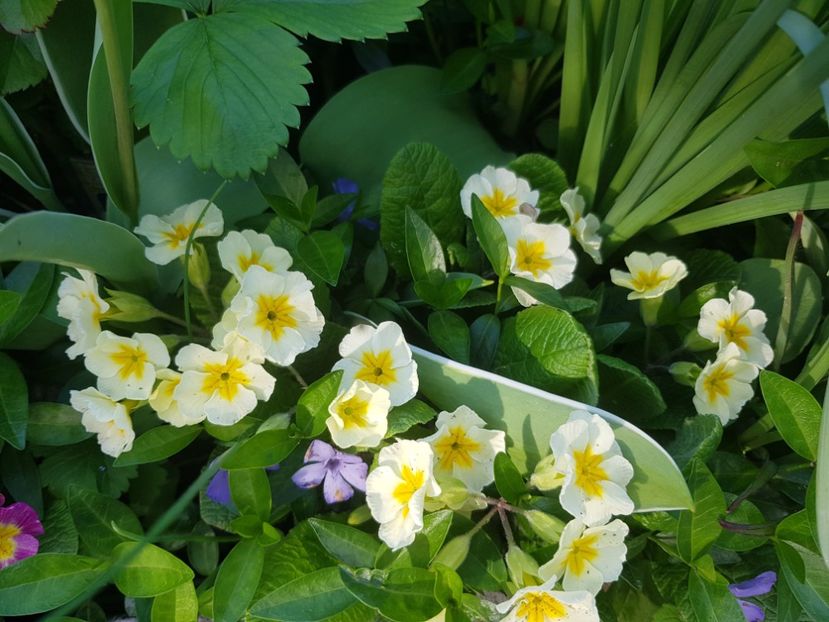  - Primule 21 22 23 24