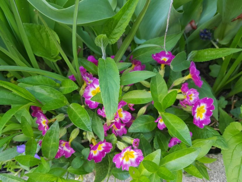  - Primule 21 22 23 24