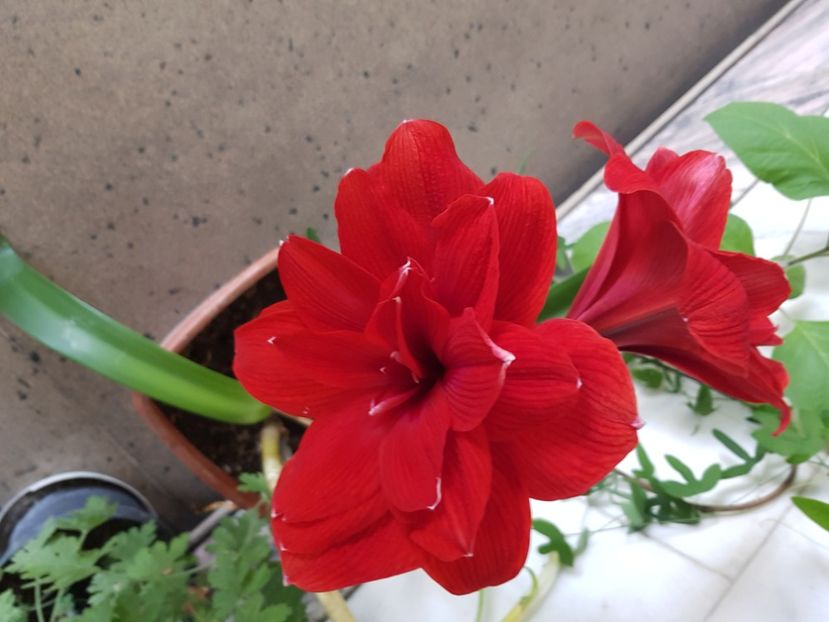  - Hippeastrum 20-23