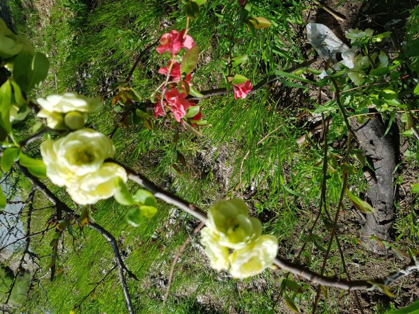  - Arbuști 2021-2023