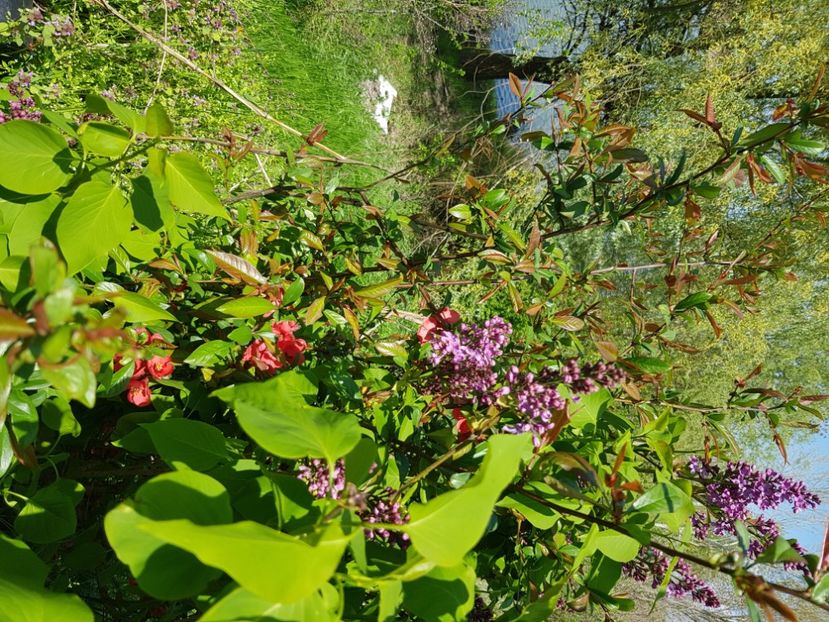  - Arbuști 2021-2023