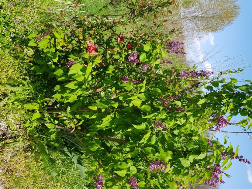  - Arbuști 2021-2023