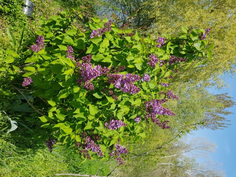  - Arbuști 2021-2023