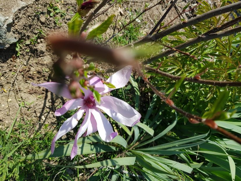  - Arbuști 2021-2023