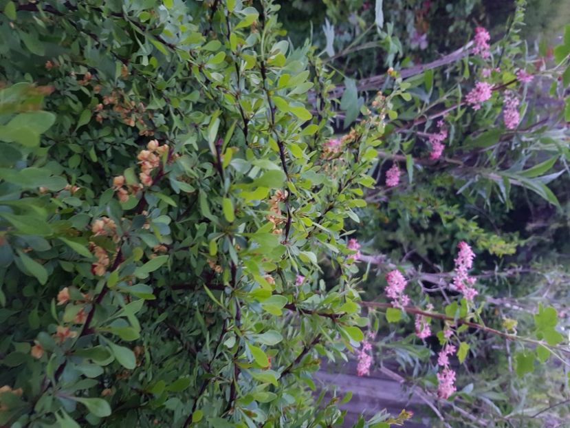  - Arbuști 2021-2023