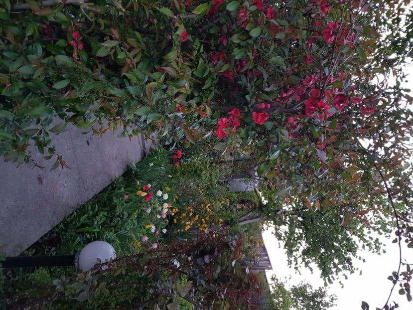  - Arbuști 2021-2023